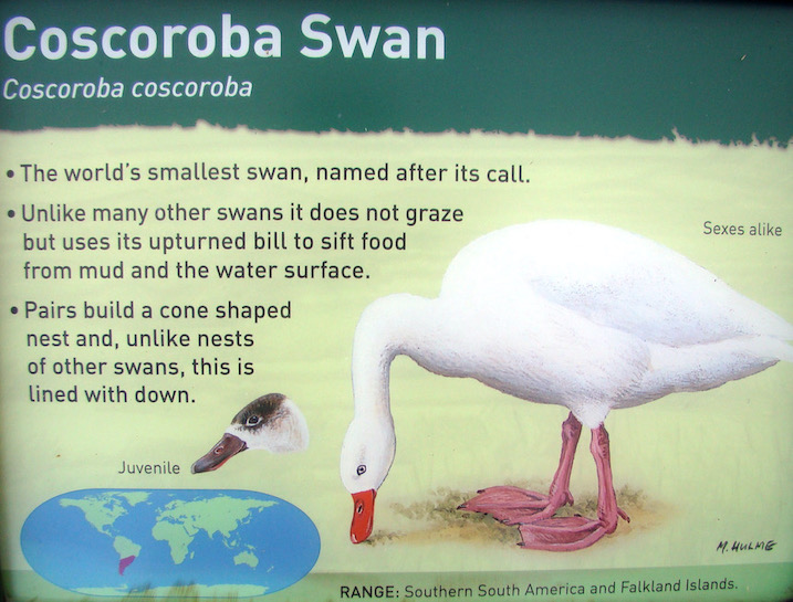coscoroba swan